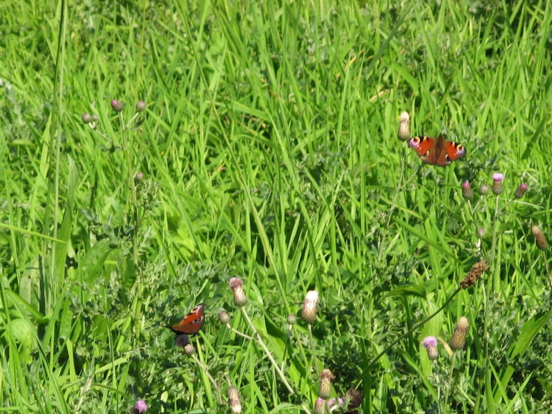 2006 09 20 Butterflies in Flanders Field