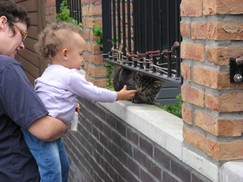 2006 09 24 A Neighbourhood Cat