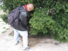 2007 02 19 Budapest 35 Foreign Shrub Inspector doing his Duties