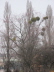 2007 02 20 Budapest 01 When Trees turn to Cheerleading