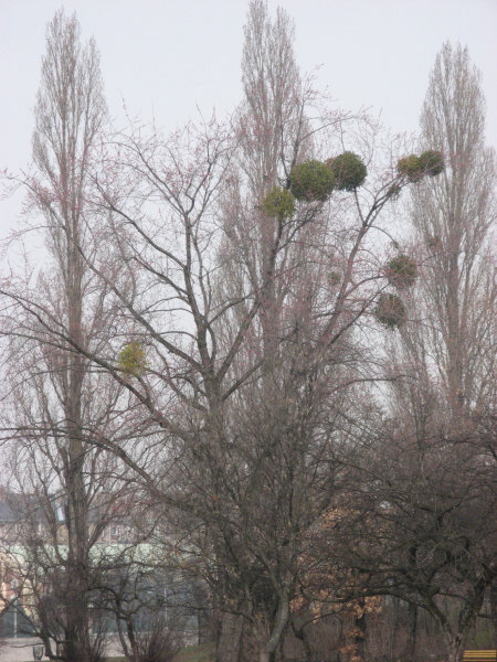 2007 02 20 Budapest 01 When Trees turn to Cheerleading
