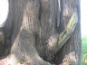 2007 07 26 Gnarly Tree Dude