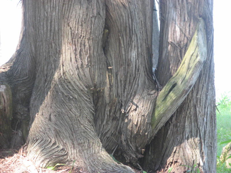 2007 07 26 Gnarly Tree Dude