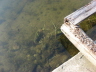 2007 07 26 Into Shallow Water