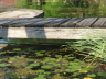 2007 07 26 Lily Pond