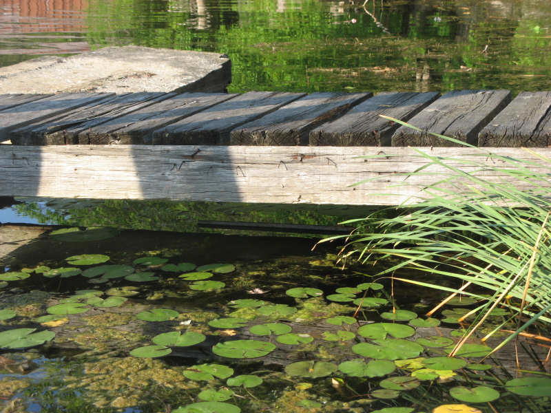 2007 07 26 Lily Pond