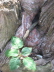 2007 07 27 Organ Tree Roots