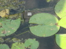 2007 07 31 Lily Pads