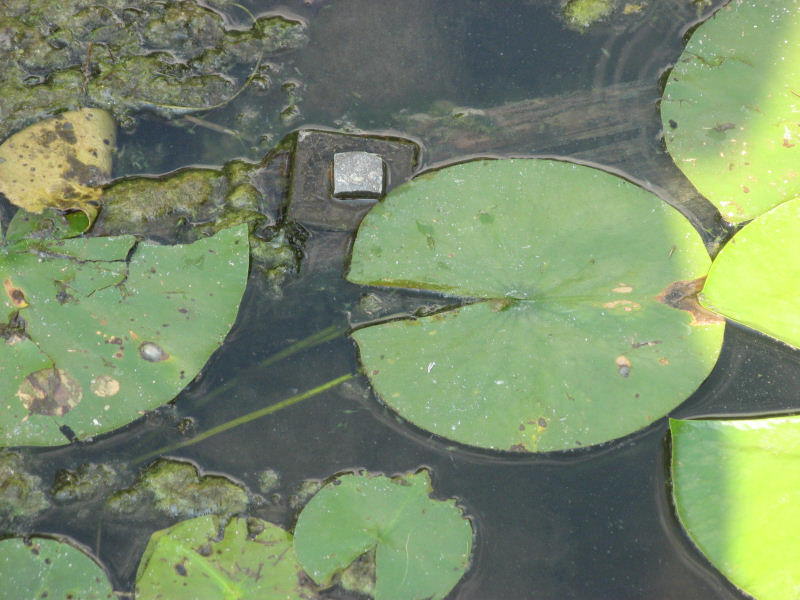 2007 07 31 Lily Pads