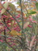 2007 11 05 Fall Seed Heads 1