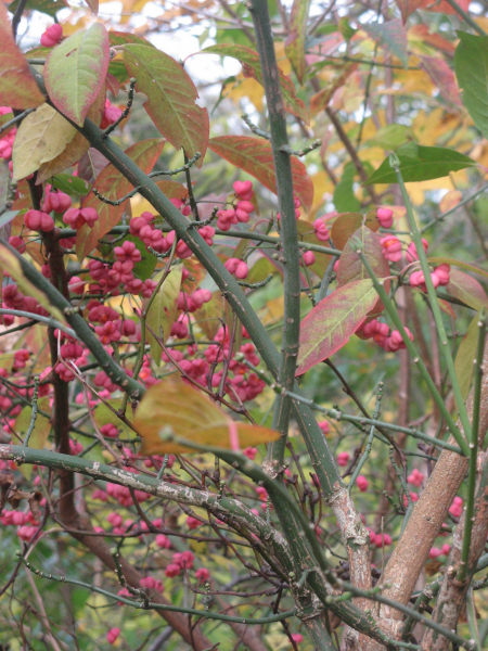 2007 11 05 Fall Seed Heads 1