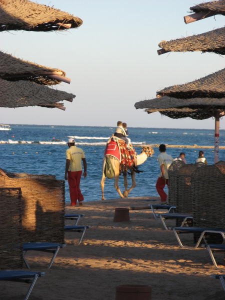 2008 01 05 A Camel on the Beach