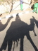 2008 01 07 Shadows