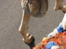 2008 01 07 Not the only Camel Toe we saw that week...