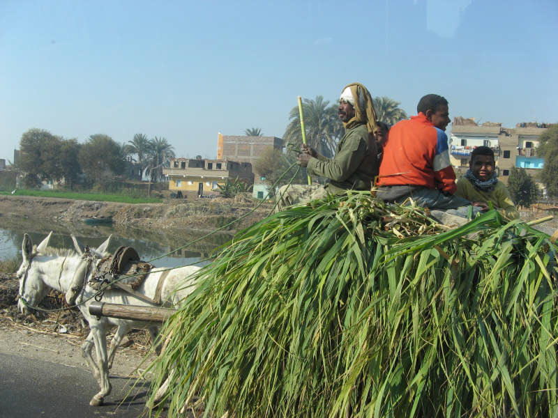 2008 01 08 Sugar Cane Cart pulled by a donkey