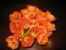 2008 03 09 Tulip Blaze