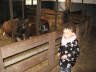 2008 03 19 Ruby and the cows