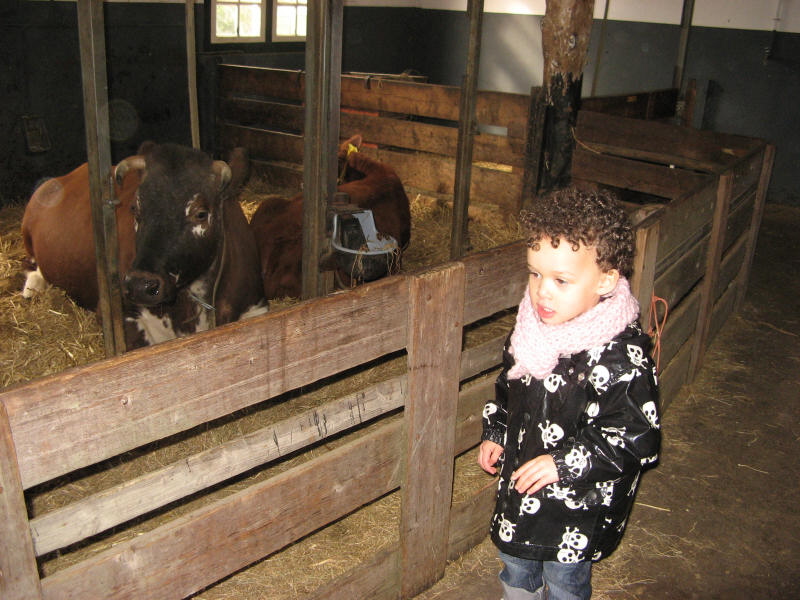 2008 03 19 Ruby and the cows