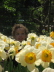 2008 05 07 Drowning in Daffodils