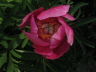 2008 05 07 Hortus Peony