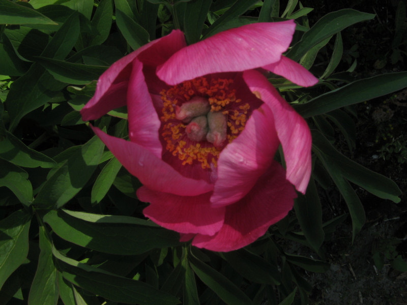 2008 05 07 Hortus Peony