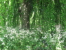 2008 05 07 Urban Green