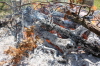 2008 07 29 Fire Bad Tree Pretty
