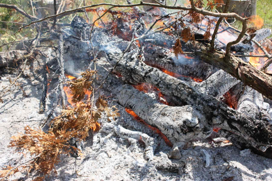 2008 07 29 Fire Bad Tree Pretty