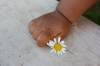 2008 07 30 Harper's Daisy