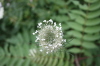 2008 07 30 Queen Anne's Lace