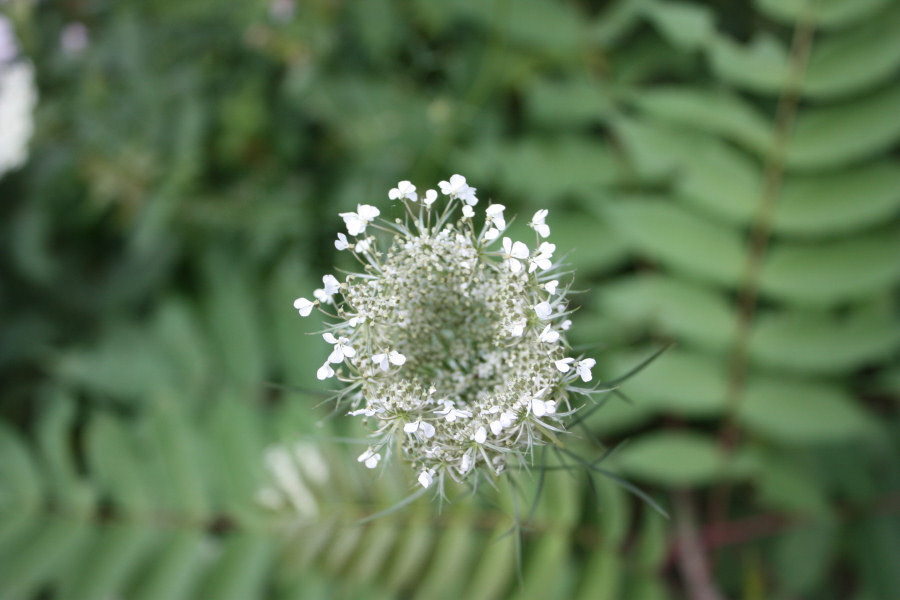 2008 07 30 Queen Anne's Lace