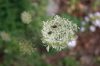 2008 07 31 Queen Anne's Lace with Flies