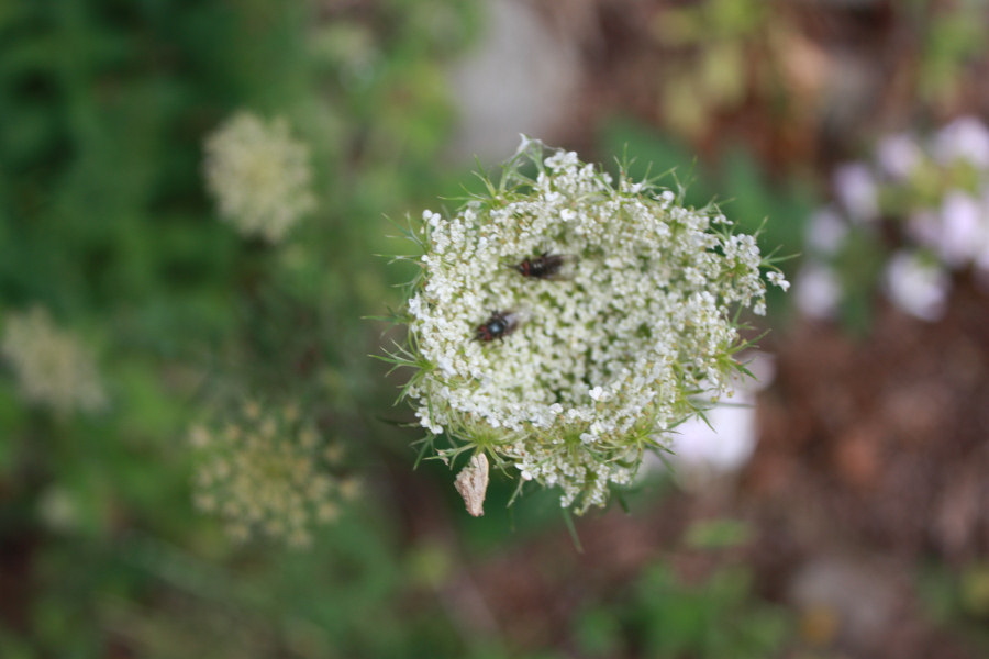 2008 07 31 Queen Anne's Lace with Flies