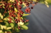 2008 08 01 Berries