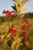 2008 08 01 Berries 2