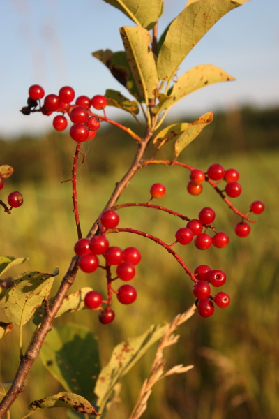 2008 08 01 Berries 2