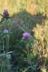 2008 08 01 Clover