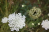 2008 08 01 Queen Anne's Lace Stages