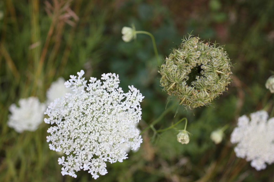 2008 08 01 Queen Anne's Lace Stages
