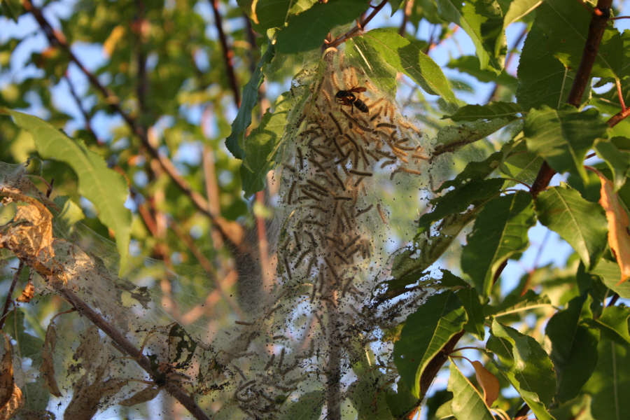 2008 08 01 Wasp and Caterpillars
