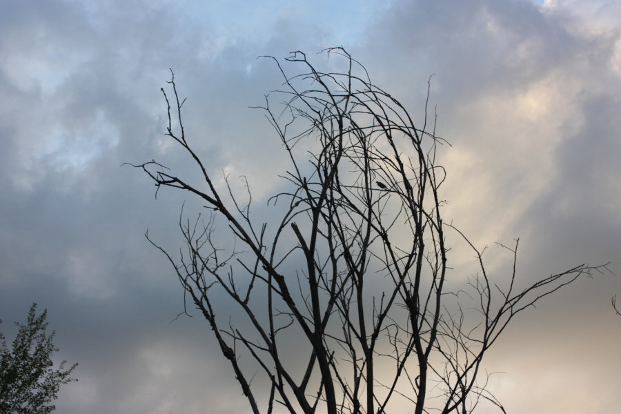 2008 08 02 Bird in a Tree