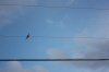 2008 08 02 Like a Bird on a Wire