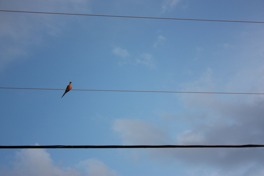 2008 08 02 Like a Bird on a Wire