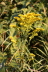2008 08 02 Goldenrod