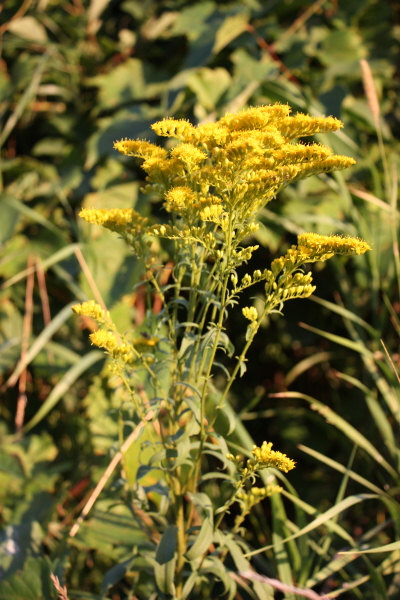 2008 08 02 Goldenrod