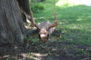 2008 08 05 Contortionist Ruby