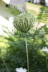 2008 08 05 Queen Anne's Lace Fading