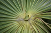 2009 01 13 Palm Frondy Thing