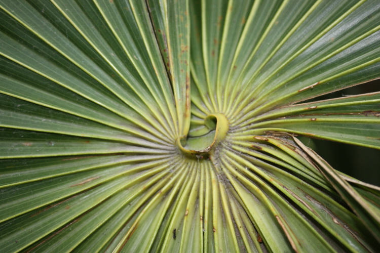2009 01 13 Palm Frondy Thing