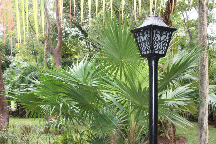 2009 01 13 Lush Vegetation